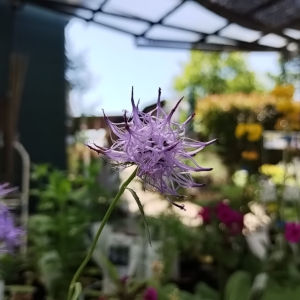 玉シャジン