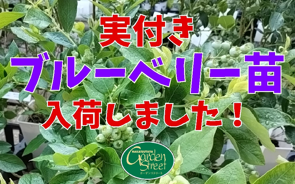 長野県松本市の 種苗店 ナカツタヤ・ガーデニング専門店 ナカツタヤ