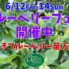 ブルーベリーフェア 開催中
