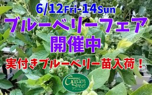 ブルーベリーフェア 開催中