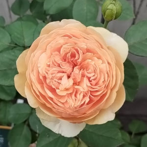 ブリングミーサンシャイン