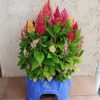 けいとう きもの 開花