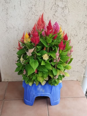 けいとう きもの 開花