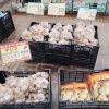 夏植え馬鈴薯 夏植えジャガイモ 種芋