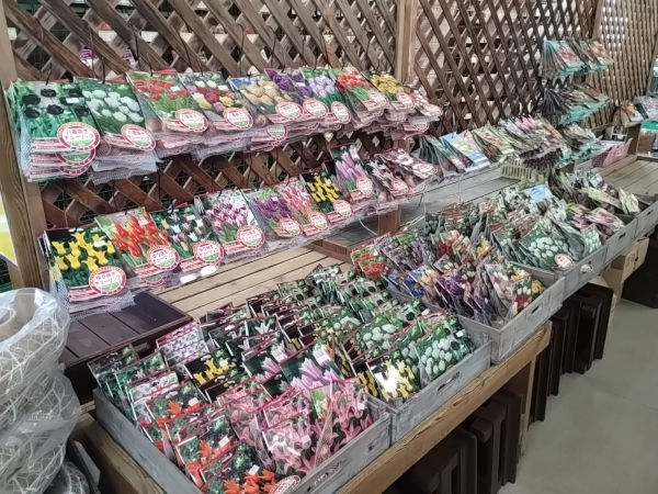 秋植え球根 入荷しはじめました