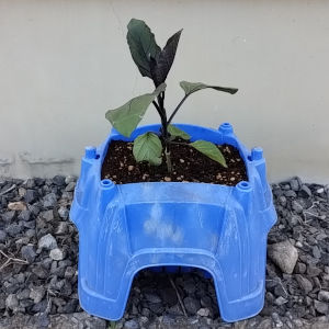 ちび丸小ナス 植え付け