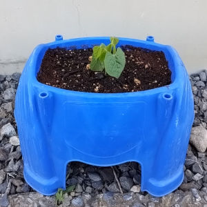シカクマメ 植え付け