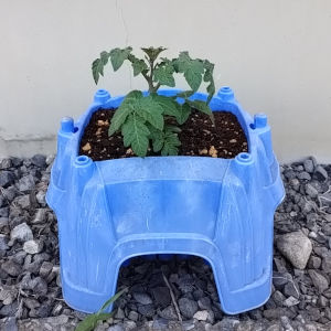 トマト ホームルビー 植え付け