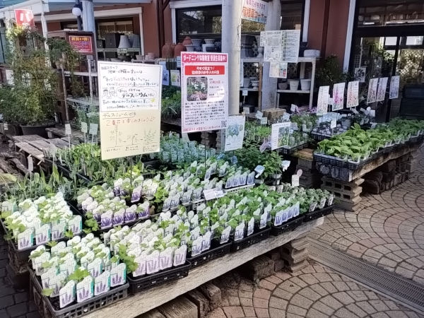 秋の宿根草